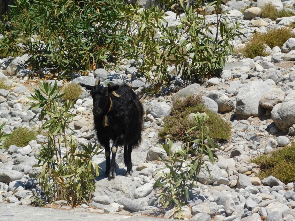 pexels-photo-13671191-13671191 A solitary mountain goat navigating the rocky terrain of Samaria Gorge in Greece.